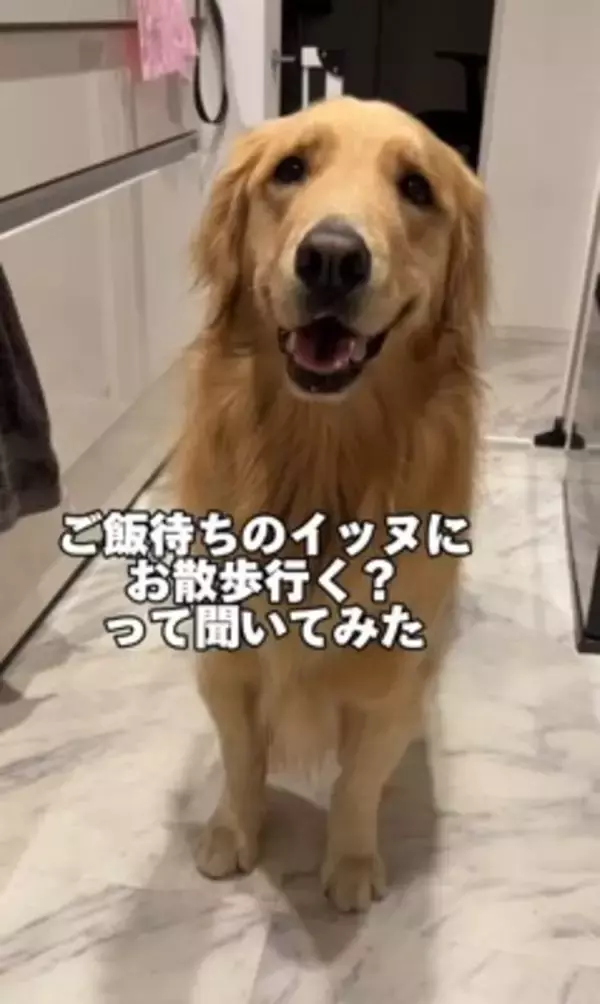 ご飯待ちの大型犬に『散歩行く？』と聞いた結果…予想以上に『困惑した様子』が131万再生「どっちも捨てがたいｗｗ」「戸惑ってる顔で草」