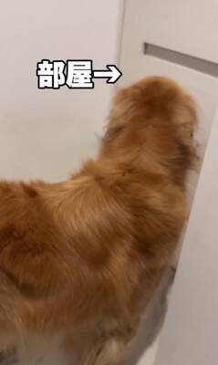 ご飯待ちの大型犬に『散歩行く？』と聞いた結果…予想以上に『困惑した様子』が131万再生「どっちも捨てがたいｗｗ」「戸惑ってる顔で草」