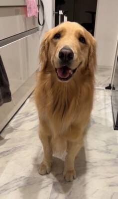 ご飯待ちの大型犬に『散歩行く？』と聞いた結果…予想以上に『困惑した様子』が131万再生「どっちも捨てがたいｗｗ」「戸惑ってる顔で草」