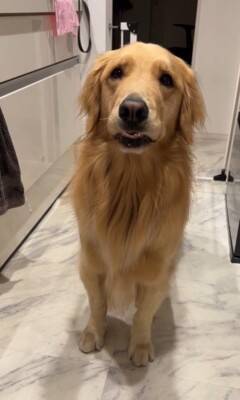 ご飯待ちの大型犬に『散歩行く？』と聞いた結果…予想以上に『困惑した様子』が131万再生「どっちも捨てがたいｗｗ」「戸惑ってる顔で草」