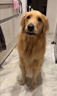 ご飯待ちの大型犬に『散歩行く？』と聞いた結果…予想以上に『困惑した様子』が131万再生「どっちも捨てがたいｗｗ」「戸惑ってる顔で草」