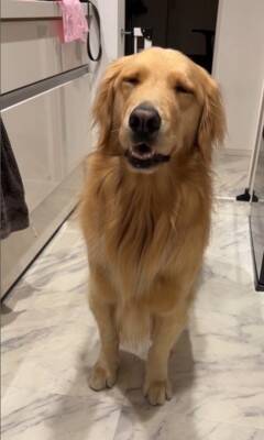 ご飯待ちの大型犬に『散歩行く？』と聞いた結果…予想以上に『困惑した様子』が131万再生「どっちも捨てがたいｗｗ」「戸惑ってる顔で草」