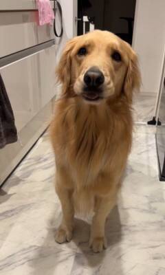 ご飯待ちの大型犬に『散歩行く？』と聞いた結果…予想以上に『困惑した様子』が131万再生「どっちも捨てがたいｗｗ」「戸惑ってる顔で草」
