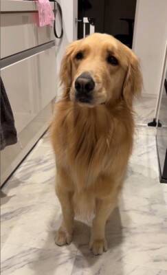 ご飯待ちの大型犬に『散歩行く？』と聞いた結果…予想以上に『困惑した様子』が131万再生「どっちも捨てがたいｗｗ」「戸惑ってる顔で草」