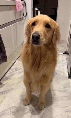 ご飯待ちの大型犬に『散歩行く？』と聞いた結果…予想以上に『困惑した様子』が131万再生「どっちも捨てがたいｗｗ」「戸惑ってる顔で草」
