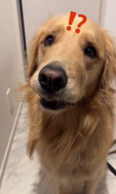 ご飯待ちの大型犬に『散歩行く？』と聞いた結果…予想以上に『困惑した様子』が131万再生「どっちも捨てがたいｗｗ」「戸惑ってる顔で草」