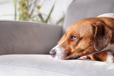 犬が『自分のしっぽを追いかける』心理4選　隠れた病気のサインや止めさせる方法まで