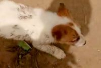 川に落ちていた『野犬の子犬』を助けた男性→絶対に見捨てることができない『まさかの行動』に199万再生の反響「さみしかったね」「泣いた」