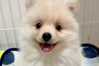 『大きくならない』と言われた小型犬を飼った結果→驚異の成長を遂げた『ビフォーアフター』に反響「最高に可愛い」「なんて幸せな顔」と2万再生