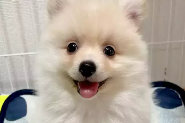 『大きくならない』と言われた小型犬を飼った結果→驚異の成長を遂げた『ビフォーアフター』に反響「最高に可愛い」「なんて幸せな顔」と2万再生