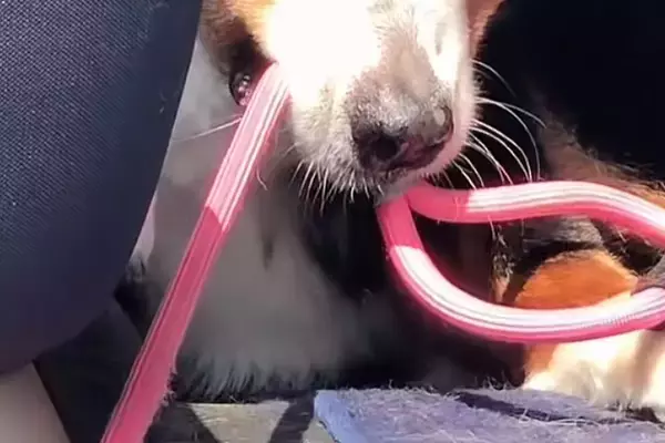 絶対に車から降りたくない大型犬→外に出た同居犬を『道連れ』にして…まさかの表情が48万再生「悪い顔で草」「そんなに外嫌いなんｗｗ」と爆笑