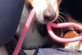 絶対に車から降りたくない大型犬→外に出た同居犬を『道連れ』にして…まさかの表情が48万再生「悪い顔で草」「そんなに外嫌いなんｗｗ」と爆笑