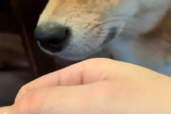よそのワンコに浮気して帰った結果→家にいた犬が『ニオイ』でブチギレて…わかりやす過ぎる『激怒の表情』に反響「すぐバレるｗ」「人間みたい」