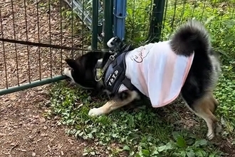 犬と旅行中にドッグランへ→『喜んで遊んでくれるかな』と思いきや…まさかの展開が20万再生「意味がわからないｗ」「自由奔放さが微笑ましい」