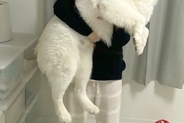 いつもパパに抱っこされる25キロの大型犬→ママが抱っこすると、ビックリして…感情が出過ぎている『表情』に1万いいね「ファ！？の顔ｗｗ」