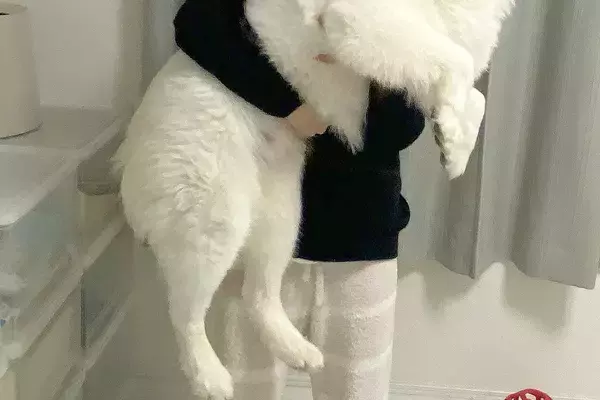いつもパパに抱っこされる25キロの大型犬→ママが抱っこすると、ビックリして…感情が出過ぎている『表情』に1万いいね「ファ！？の顔ｗｗ」