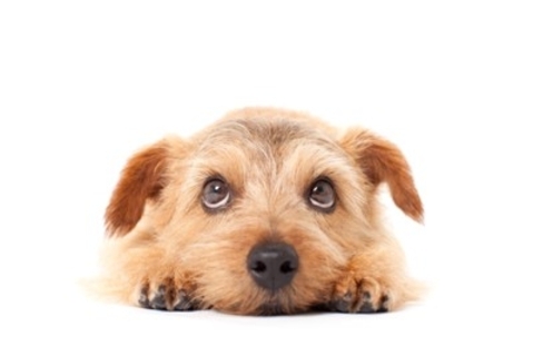 犬に絶対NGな『生モノ』5選　食べてしまうと命に関わる食材や誤食した場合の応急処置まで