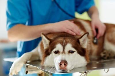 犬に絶対NGな『生モノ』5選　食べてしまうと命に関わる食材や誤食した場合の応急処置まで