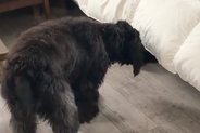 寝室のベッド下から出てきた『黒いなにか』→犬が確認した結果…まさかの『腰が抜けてしまう光景』に「びっくりしてて可愛いｗ」「笑った」と反響
