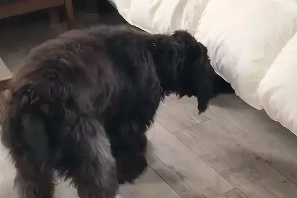 寝室のベッド下から出てきた『黒いなにか』→犬が確認した結果…まさかの『腰が抜けてしまう光景』に「びっくりしてて可愛いｗ」「笑った」と反響
