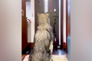 『おとーさん帰ってくるって』大型犬に夫が出張から戻ってくることを伝えた結果→すぐさま玄関へ行き…熱烈すぎる『再会の瞬間』に反響「羨ましい」