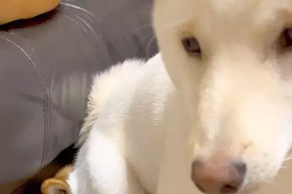 何喰わぬ顔でおすわりをする犬→まさかの『座っている場所』にツッコミ殺到「完全に尻に敷かれてて草」「互いにどういう感情ｗ」と196万表示