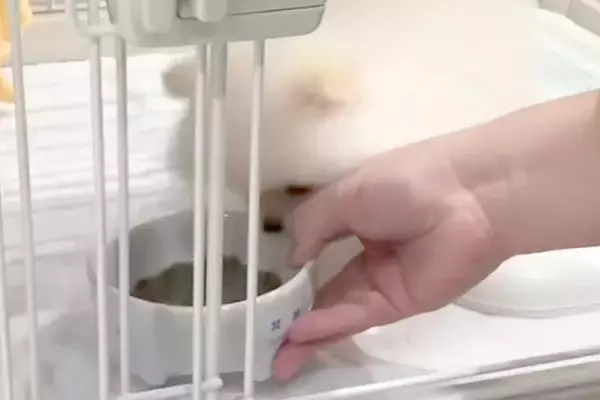 赤ちゃん犬に『初めてのごはん』をあげてみた結果→食いつきすぎて…衝撃的な『まさかの行動』が話題「可愛くて笑っちゃう」「お犬様回収ｗ」
