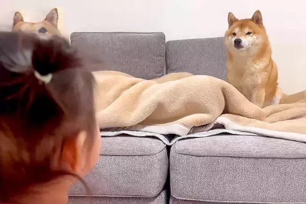 寝ているパパを守っている柴犬→1歳の女の子と大型犬も近づきたくて…タッグを組んで『抗議をする光景』が18万再生「賢すぎ」「優しさに感動」