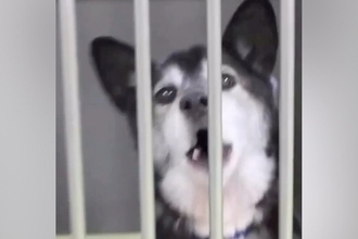 『人懐っこい迷子犬』を保護→家族を待っても、お迎えが来なくて…当時が嘘のような『表情の変化』に感動「最高のストーリー」「末長くお幸せに」