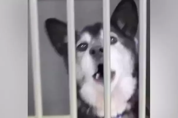 『人懐っこい迷子犬』を保護→家族を待っても、お迎えが来なくて…当時が嘘のような『表情の変化』に感動「最高のストーリー」「末長くお幸せに」