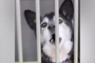 『人懐っこい迷子犬』を保護→家族を待っても、お迎えが来なくて…当時が嘘のような『表情の変化』に感動「最高のストーリー」「末長くお幸せに」