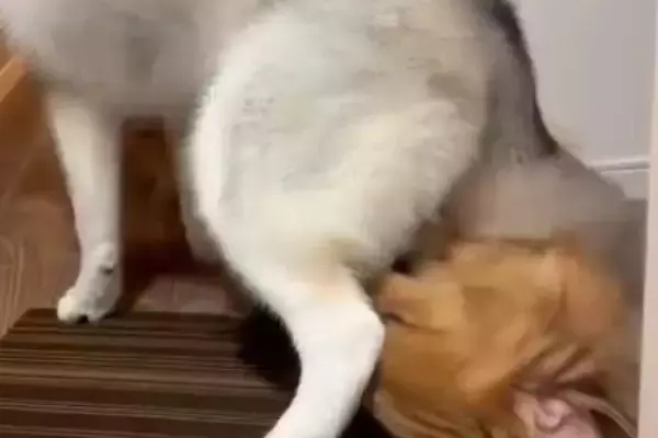 ゴールデンレトリバーのことを溺愛しているシベリアンハスキー→距離感がバグりすぎている光景が46万表示「もみくちゃで草」「大好きなんだね」