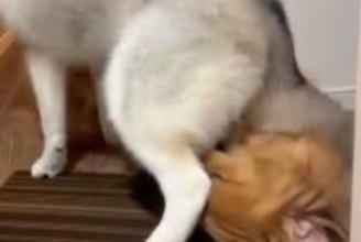 ゴールデンレトリバーのことを溺愛しているシベリアンハスキー→距離感がバグりすぎている光景が46万表示「もみくちゃで草」「大好きなんだね」