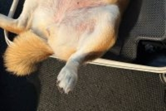 旅行の準備中、ほんの一瞬だけ『犬から目を離した』結果→「どう見ても行く気満々で可愛い」「ぴったりサイズｗｗ」まさかの光景がSNSで話題に