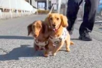 散歩中の犬2匹を撮影→カメラに激突してしまい…思いもよらない『まさかの展開』が31万再生「初めて見る現象ｗｗ」「コントで草」と爆笑続々