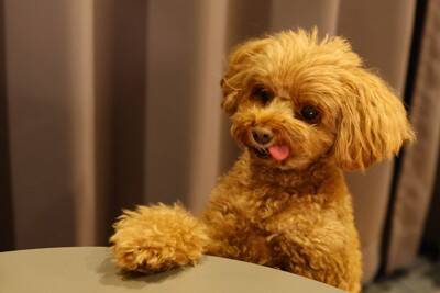 犬が飼い主に『催促している』ときにみせるサイン6つ　要求に対する正しい応え方まで