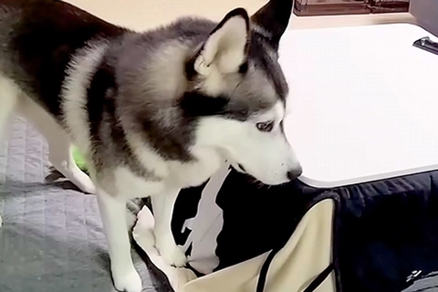 『子猫が家出した』と勘違いしたハスキー犬→大騒ぎしていたら、コタツの中で発見して…差がありすぎる『表情』が727万再生「喜怒哀楽がｗｗ」