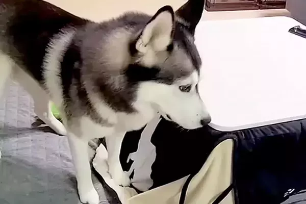 『子猫が家出した』と勘違いしたハスキー犬→大騒ぎしていたら、コタツの中で発見して…差がありすぎる『表情』が727万再生「喜怒哀楽がｗｗ」