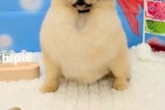 トリマーさんから『カット後の犬の写真』を送ってもらった結果→理想とは程遠い『別犬のような表情』が28万再生「吹いた」「どすこいｗｗ」