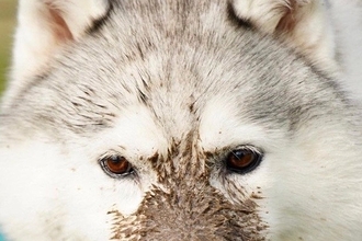 何気なく犬の写真を見返していたら『えげつない汚れ方』をしていて…もはや別生物のような光景が10万表示「シベリアンタヌキーｗ」「可愛すぎ」