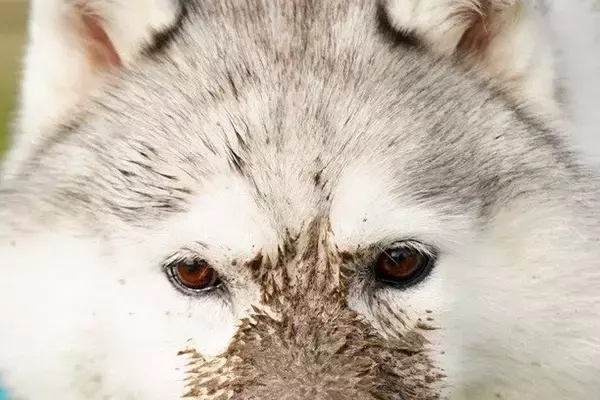 何気なく犬の写真を見返していたら『えげつない汚れ方』をしていて…もはや別生物のような光景が10万表示「シベリアンタヌキーｗ」「可愛すぎ」