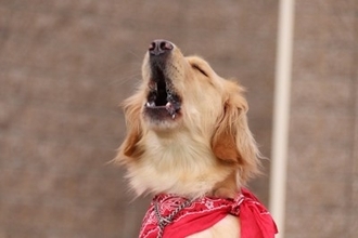 犬が吠えるようになってしまう飼い主の『絶対NG行為』5選　今すぐ改善すべき間違ったしつけとは？