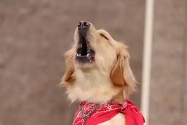 犬が吠えるようになってしまう飼い主の『絶対NG行為』5選　今すぐ改善すべき間違ったしつけとは？