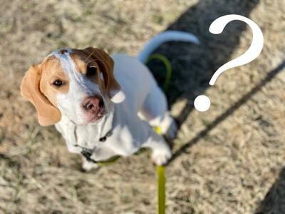 犬が吠えるようになってしまう飼い主の『絶対NG行為』5選　今すぐ改善すべき間違ったしつけとは？