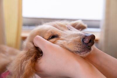 犬が吠えるようになってしまう飼い主の『絶対NG行為』5選　今すぐ改善すべき間違ったしつけとは？