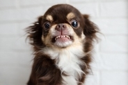 犬が『ブチギレている』ときにみせるサイン4つ　愛犬が激怒してしまう要因や注意点まで