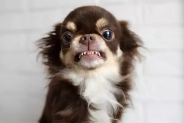犬が『ブチギレている』ときにみせるサイン4つ　愛犬が激怒してしまう要因や注意点まで