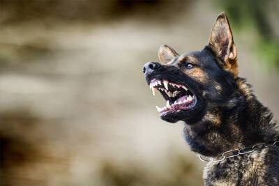 犬が『ブチギレている』ときにみせるサイン4つ　愛犬が激怒してしまう要因や注意点まで