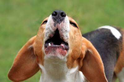 犬が『ブチギレている』ときにみせるサイン4つ　愛犬が激怒してしまう要因や注意点まで