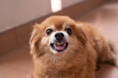 犬が『ブチギレている』ときにみせるサイン4つ　愛犬が激怒してしまう要因や注意点まで